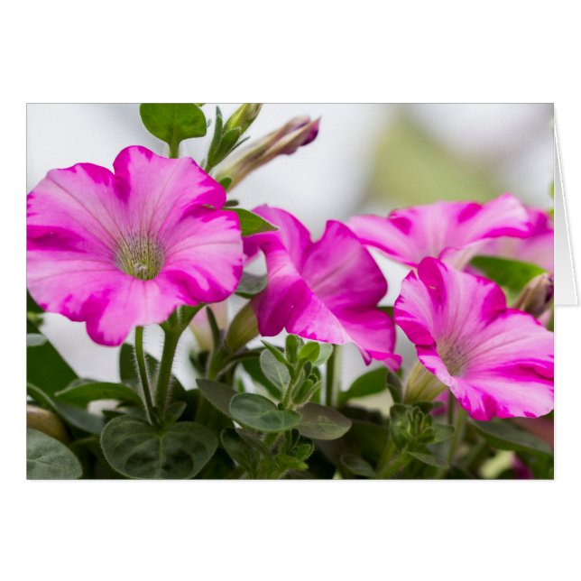 Cartão Pink Petunia Passion (Frente Horizontal)