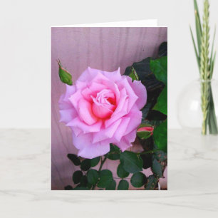 Cartão Pink Rose
