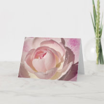 Pink Rose Blank Greeting Card