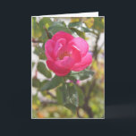 Cartão Pink Rose - Special Friendship<br><div class="desc">Inside Message: From our first days laughing as friends,  to our adventures whether together or separate,   the one thing I could always count on in my journey was your friendship. You have enriched my life with more special moments than I could ever imagine. With love.</div>