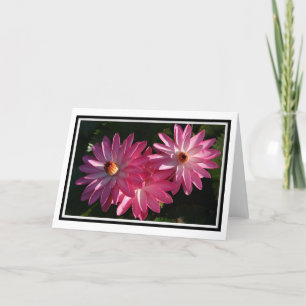 Cartão Pink Water Lilies Card