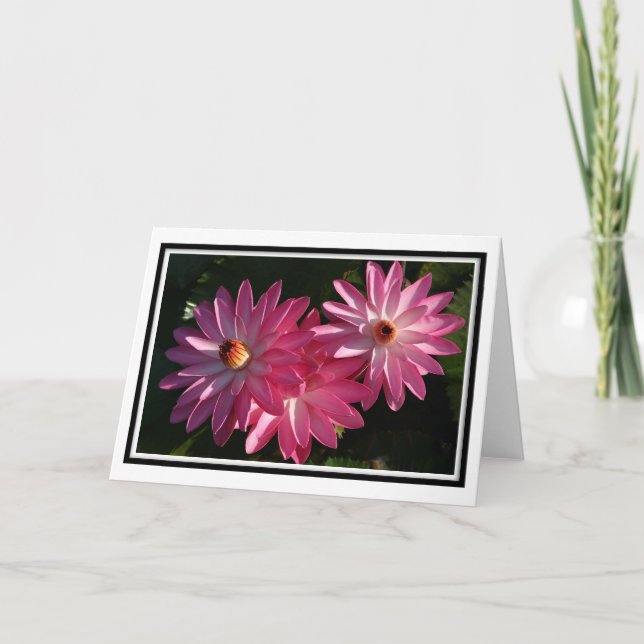 Cartão Pink Water Lilies Card (Frente)