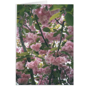 Cartão pinkspringtree 001