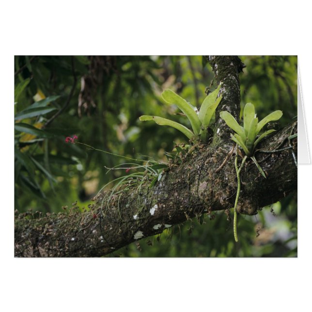 Cartão Pino rosa, Bletia purpurea, florescendo em Mango (Frente Horizontal)