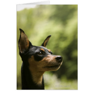 Cartão Pinscher diminuto (Minuto-Pin) 2