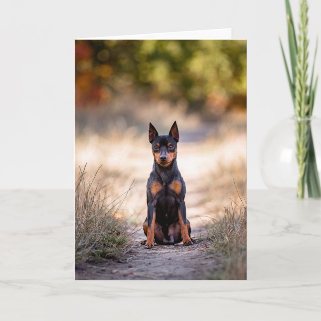 Cartão Pinscher Miniatura Sentado (Frente)