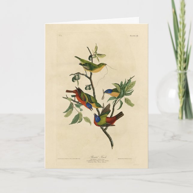 Cartão Pintados de finch (Bunting) - Aves da América de A (Frente)