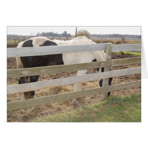 Cartão Pintar Cavalo/Pinto
