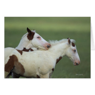 Cartão Pinte o jogo dos potros