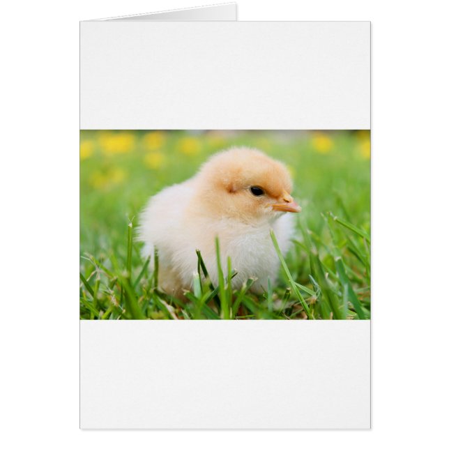 Cartão Pintinho (Frente)