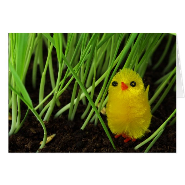 Cartão pintinho (Frente Horizontal)