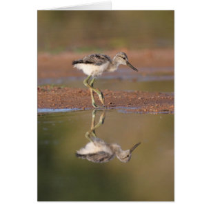 Cartão Pintinho do Avocet