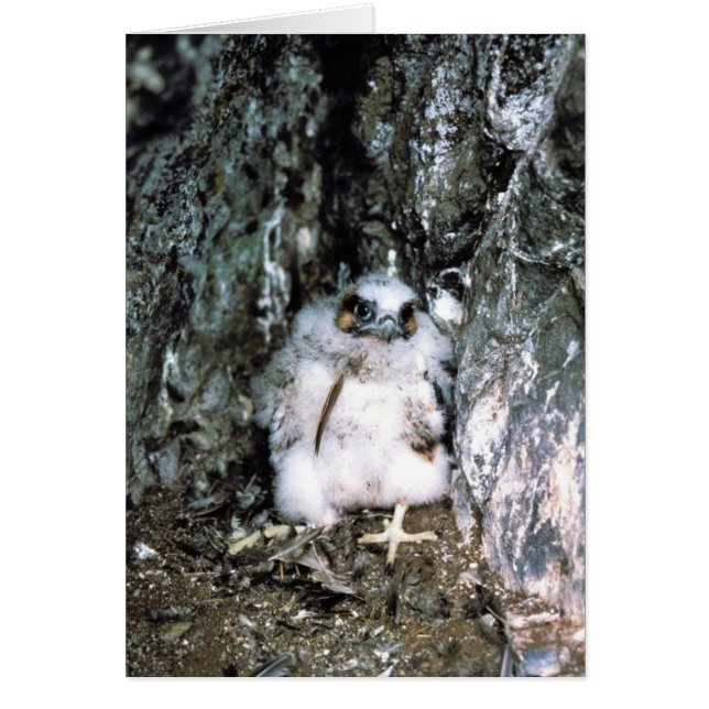 Cartão Pintinho do falcão de peregrino (Frente)