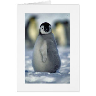 Cartão pintinho do pinguim