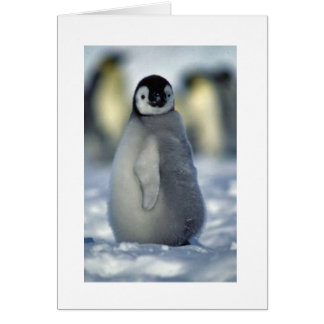 Cartão pintinho do pinguim