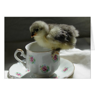 Cartão Pintinho em um Teacup