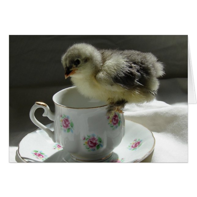 Cartão Pintinho em um Teacup (Frente Horizontal)