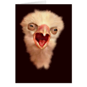 Cartão Pintinho Falcão Antigo