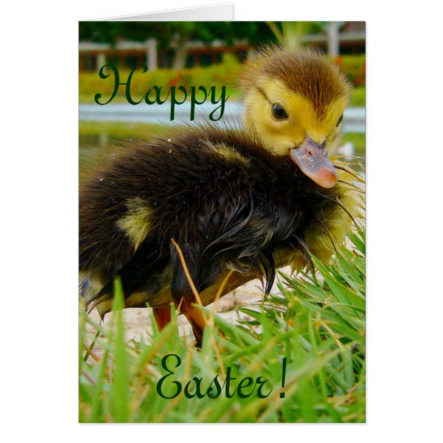 CARTÃO PINTINHO II PÁSCOA (Frente)