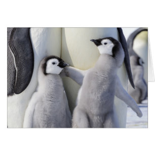 Cartão Pintinho Imperador Penguin
