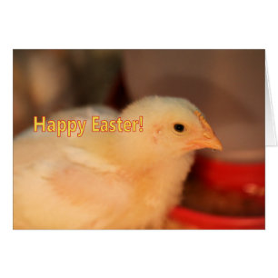 Cartão pintinho páscoa