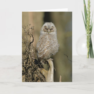 Cartão Pintinho Tawny