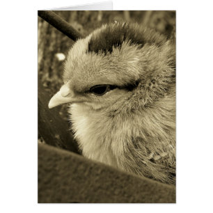 Cartão Pintinho tocando no jardim