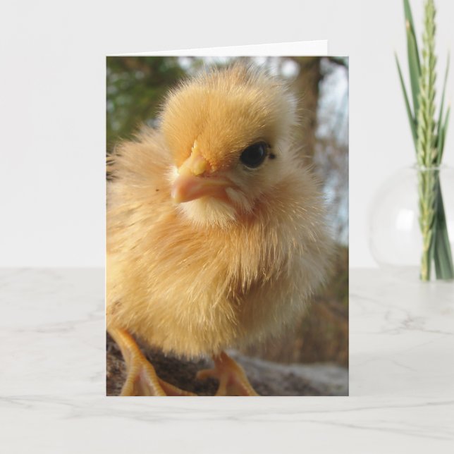 Cartão Pintinho Turco (Frente)