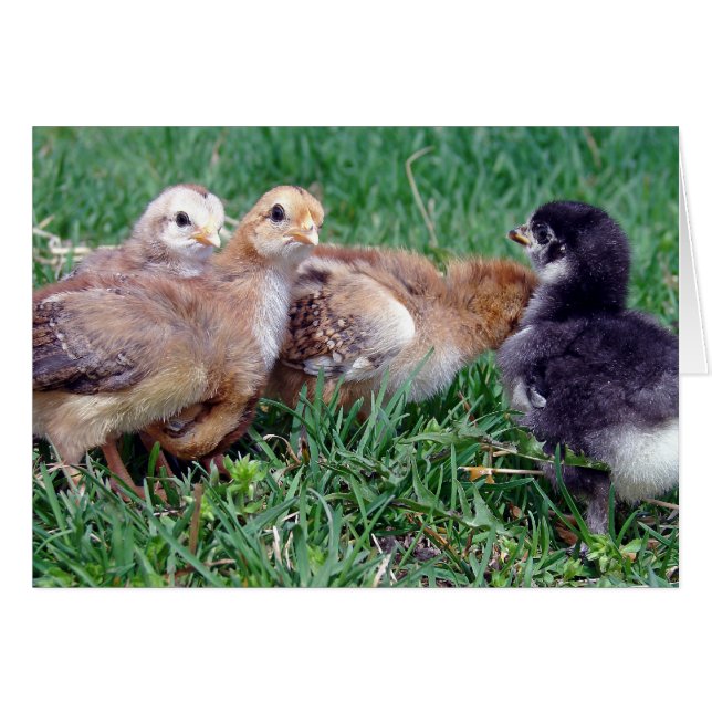 Cartão Pintinhos (Frente Horizontal)