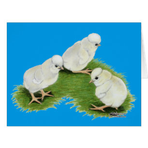 Cartão Pintinhos de abertura poloneses