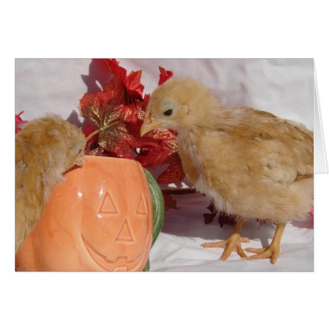 Cartão Pintinhos de queda (Frente Horizontal)