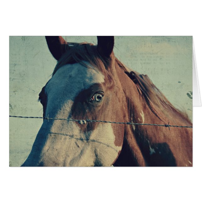 Cartão Pinto Song (Frente Horizontal)