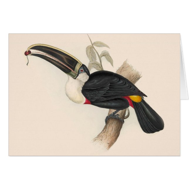 Cartão Pintura Antiquada de Pássaros Toucanos (Frente Horizontal)