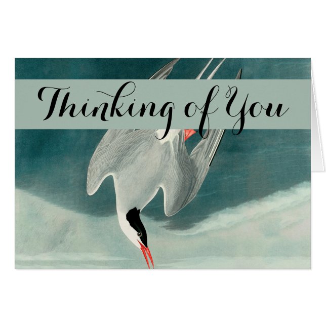 Cartão Pintura de aves selvagens do Ártico Tern Audubon (Frente Horizontal)