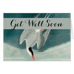 Cartão Pintura de aves selvagens do Ártico Tern Audubon