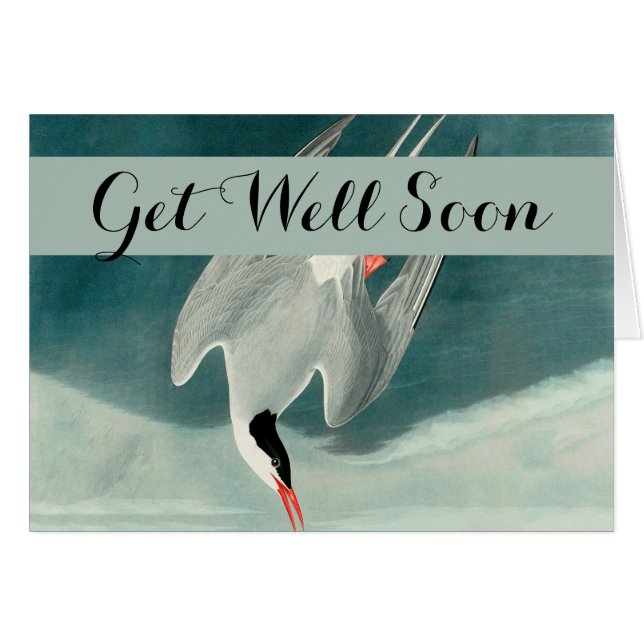 Cartão Pintura de aves selvagens do Ártico Tern Audubon (Frente Horizontal)