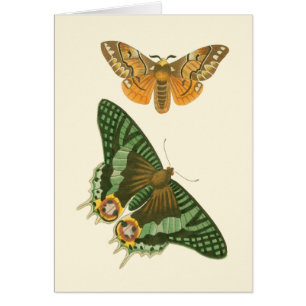 Cartão Pintura de Borboleta Ligeiramente Bordada
