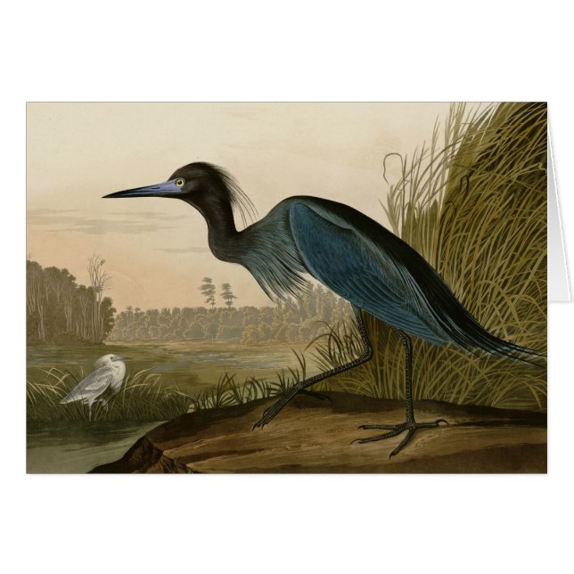 Cartão Pintura de Heron Audubon com Crane Azul (Frente Horizontal)