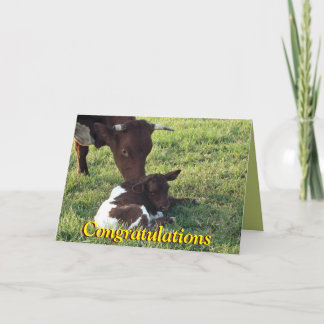 Cartão Pinzgauer cow&calf-customize any occasion