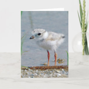 Cartão Piping Plover