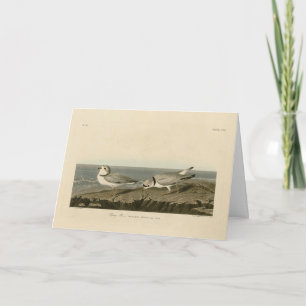 Cartão Piping Plover from Audubon's Birds of America