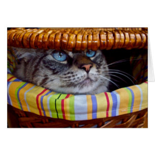 Cartão Piquenique do gato