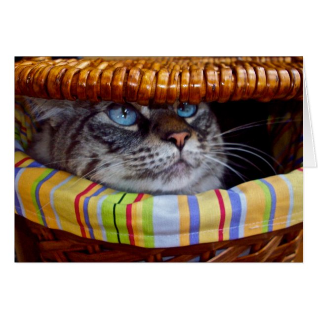 Cartão Piquenique do gato (Frente Horizontal)