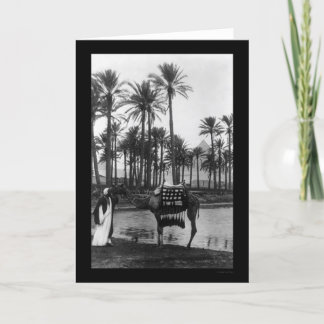 Cartão Pirâmide de visualização Oasis 1902