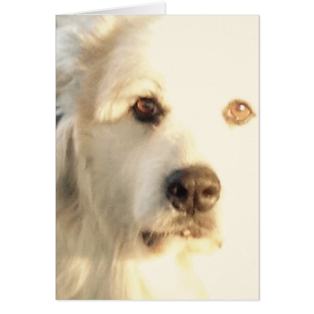 Cartão Pirenéus excelentes (Frente)