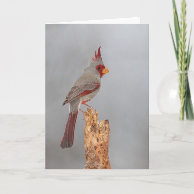 Cartão Pirexia num galho (Frente)