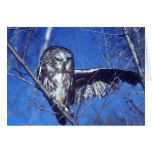 Cartão Pisc a coruja