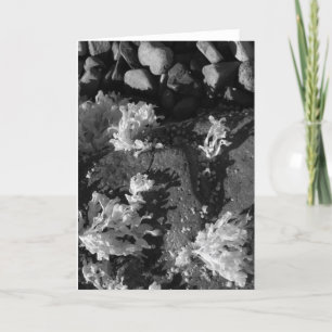 Cartão Piscina das marés