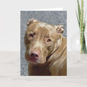 Cartão Pit Bull Greeting Card