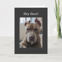 Pit Bull Olá